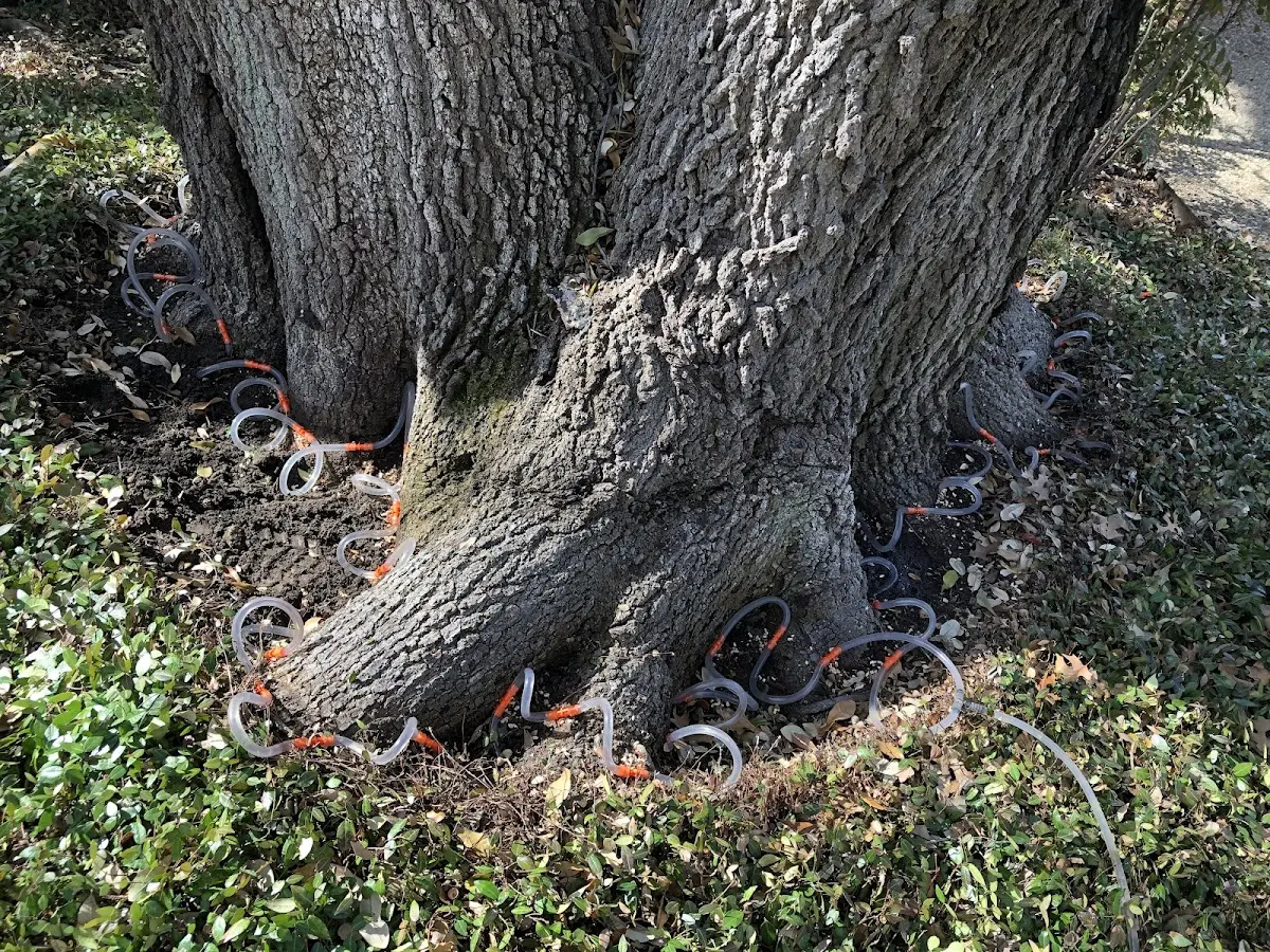 Detailed Tree Cabling and Bracing job site in Hazard