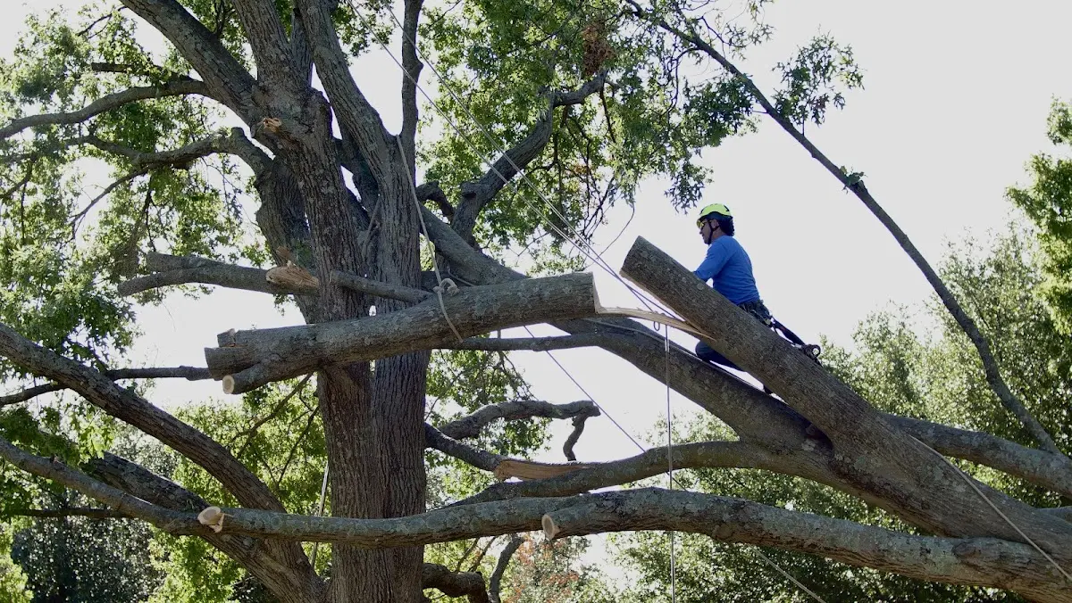 Professional Crown Thinning performed by certified arborists in Hazard