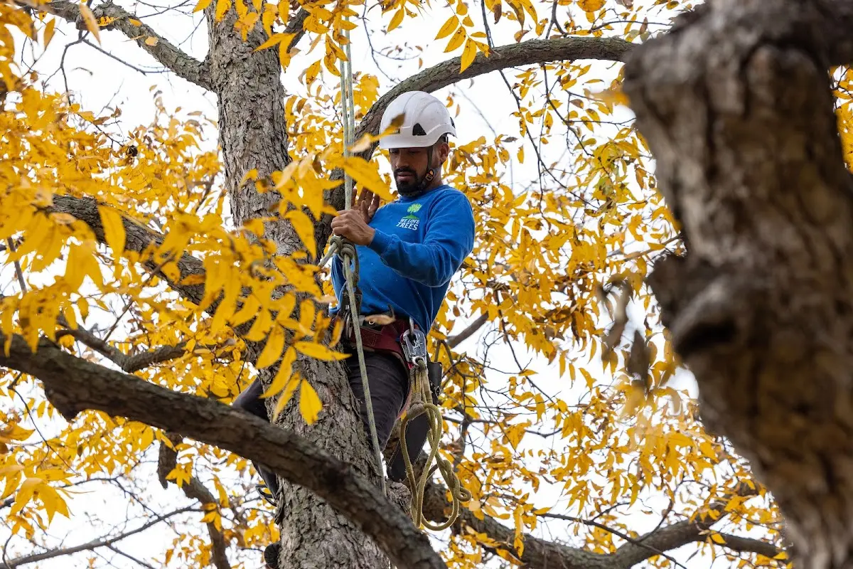 Skilled Tree Planing crew working in Hazard